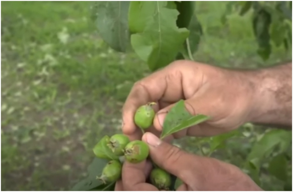 Լարված իրավիճակ՝ Արտաշատում. կարկուտն ավերել է ամեն ինչ, իշխանությունը՝ անտեր թողել (տեսանյութ)